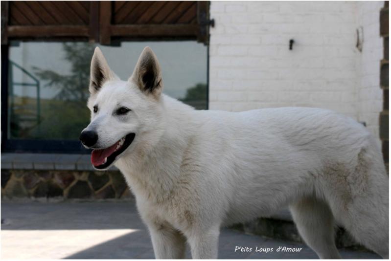 N'importe Quoi P'tits Loups d'Amour