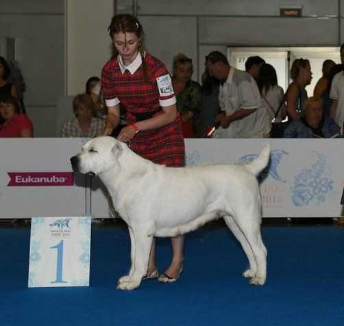 J.CH.R, CH.R, CH.RKF,CH.World Dog Show 2016 Elz Bullet Danaya Tsarskaya Roskosh