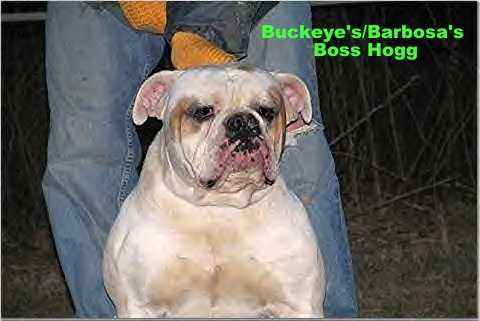 Buckeye's/Barbosa's Boss Hog