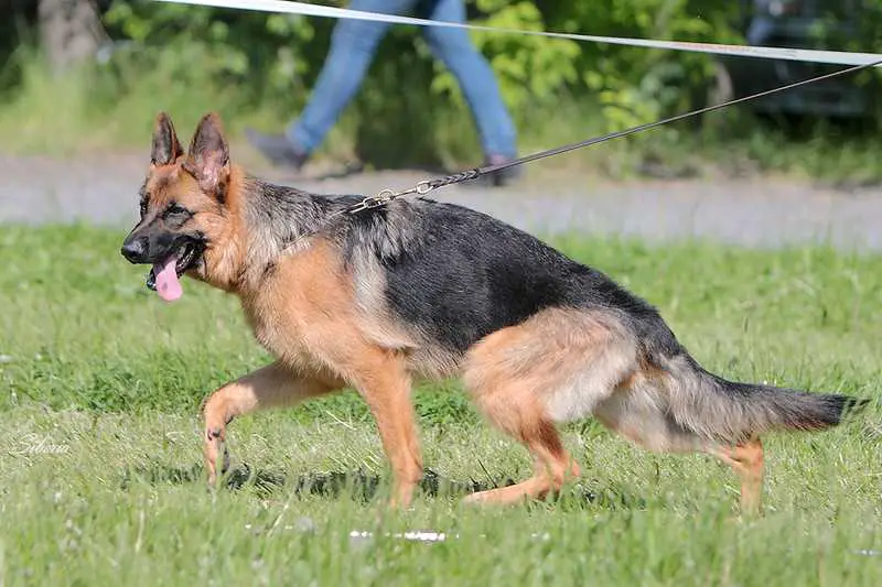Gizz vom Hasenkampf Hof