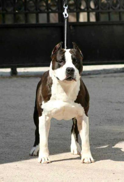 Jch, Ch Shadow for nine ghetto Long Step