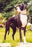 Pagliela vom Wohldenberg