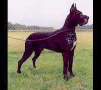 Samson from Valvasor's Land