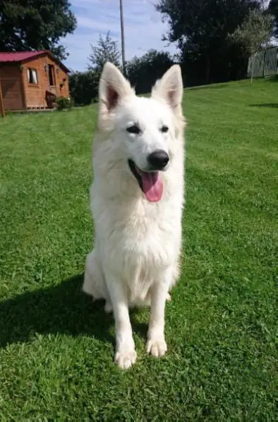 Regius Minnie Mousee