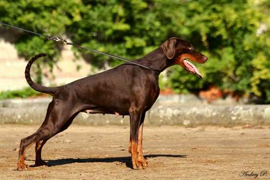 W W 2012 Int Ch  Aus Ch Armani v. Hohenzollern