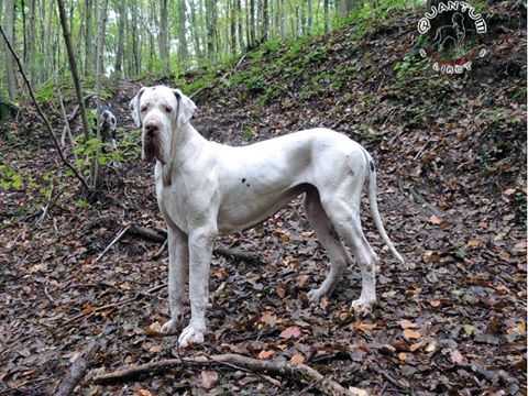 ORO Bianco del Satiro Danzante
