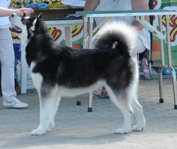 Izabel Snezhnaya Burya