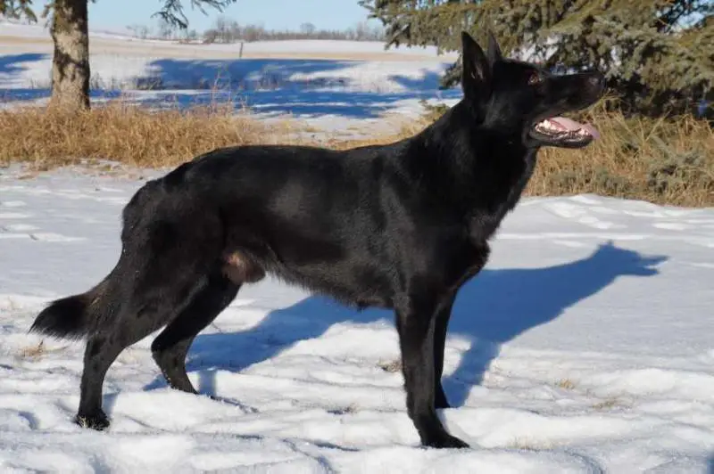 Largoe vom Ulvildens