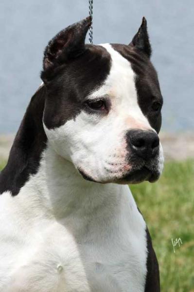 Ch. Club Winner Srcky's Anaconda