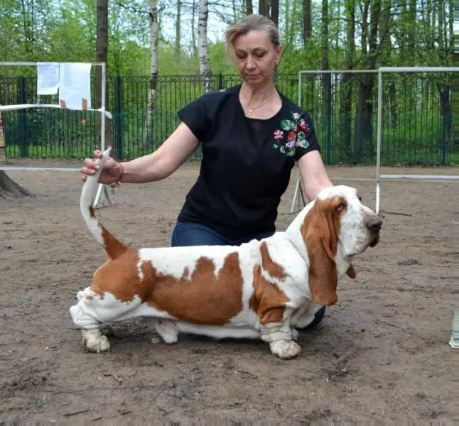 CH RUS,FIN,EE,LT,LV,SE,DE Baltik Show De Lux Semion