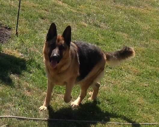 Chelsey Von Martingayle