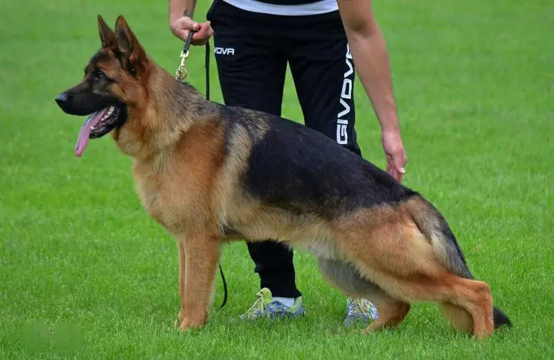 BH,AD Henry Vom Flyberg Hof