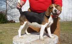 Owl Creek SixGun Sandie