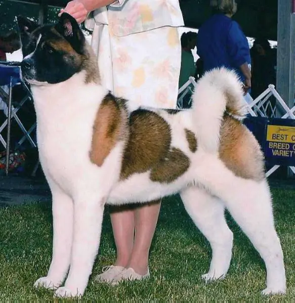 AKC GCH Torazo's Kyanza At Glad River