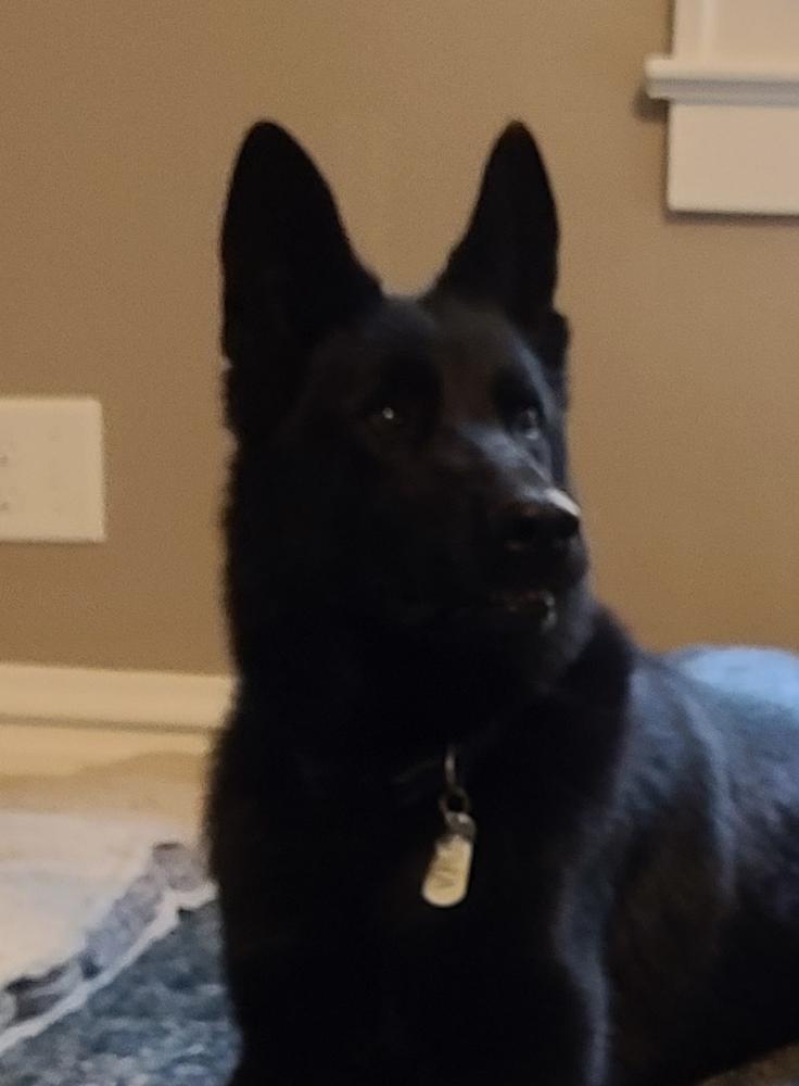 Fina Vom Haus Fasold of Hausbende