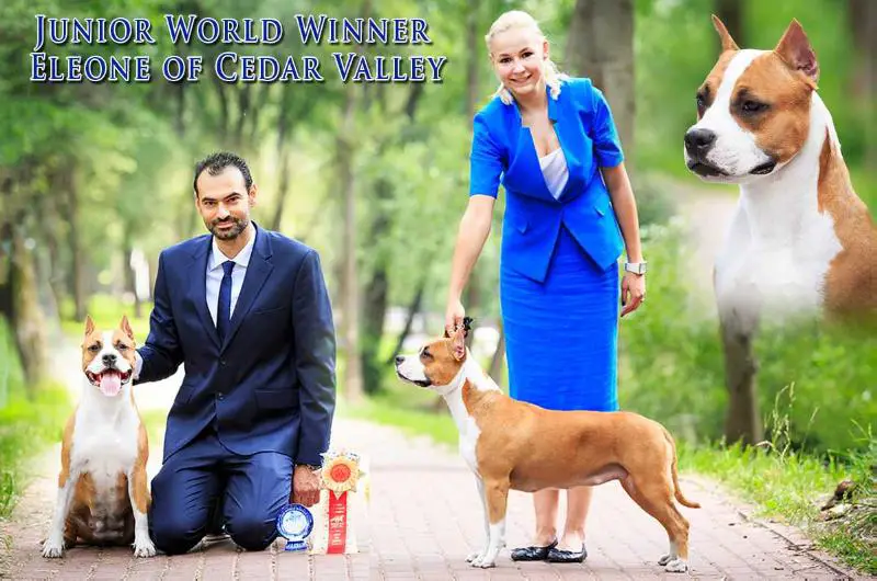 JWW 2016, Grand Prix Winner 2015, Multi Ch. Eleone of Cedar Valley