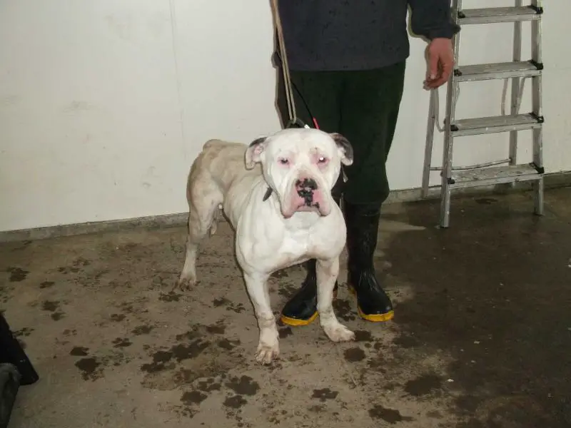 Wedgwoods Hog Dog aka Peewee