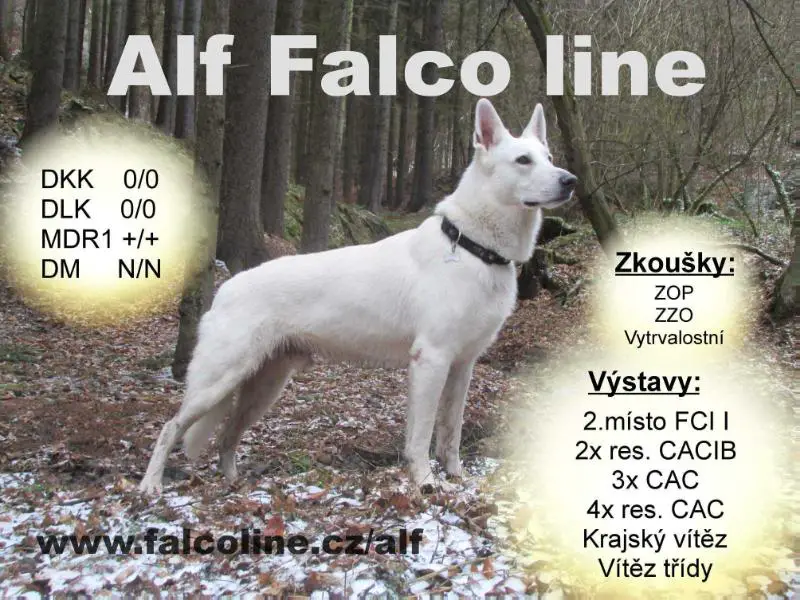 Czech Ch Alf Falco line