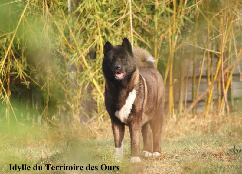 Idylle du Territoire des Ours