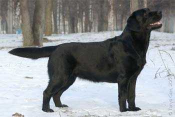 CH RUS, CLUB CH Yakira - Black