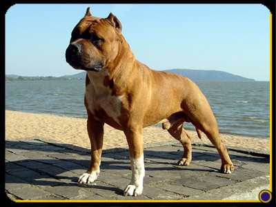 Best Wilber Cerro do Jarau
