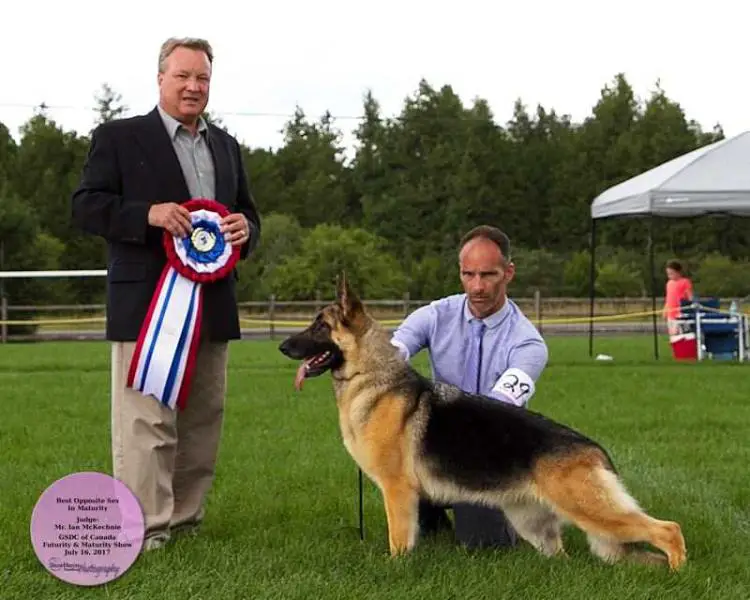 Am GCH, Can Sel CH ColbyHaus GSDStyle's Hollywood Star