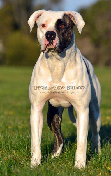 Southside's Urban Legend @ Theora American Bulldogs