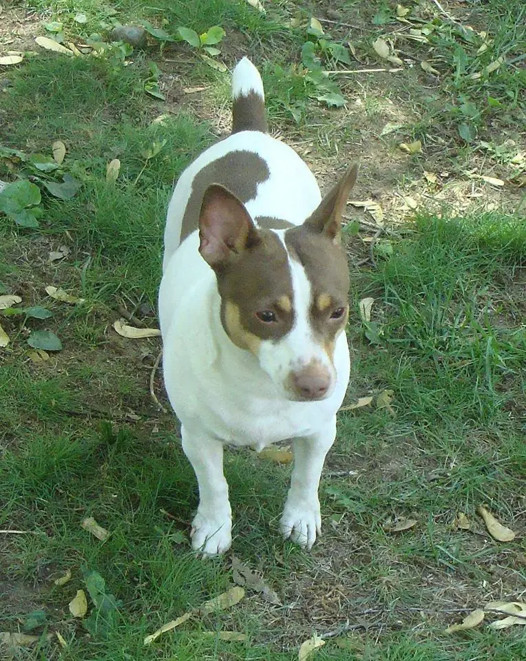 Weebits Flame of Fire