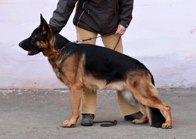 Fonte Fideliti Vivat