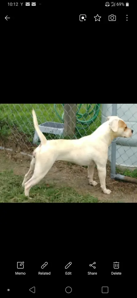 GSK's Daisey