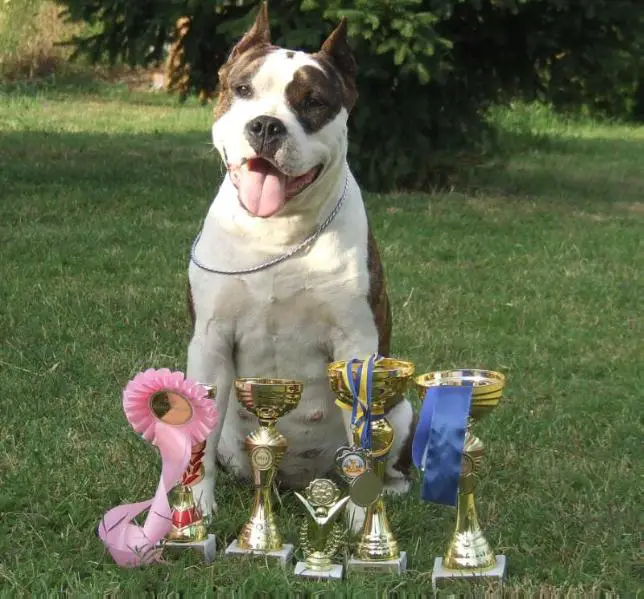 UA & H JCH I Dreamed A Dream From Oops Dale