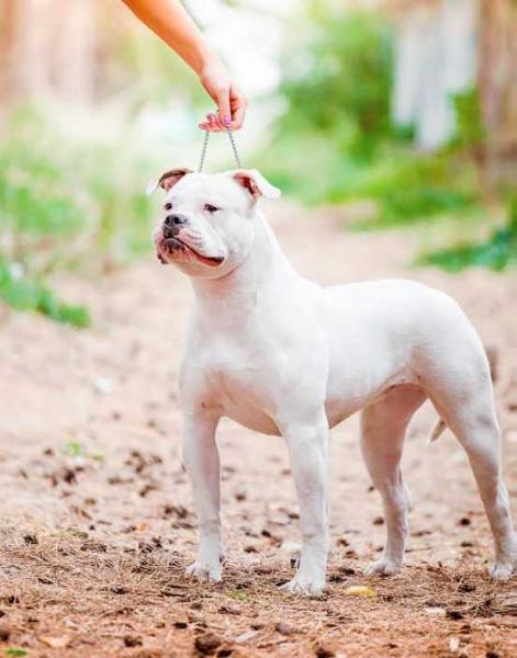 OSTWAYBULLS NIRVANA