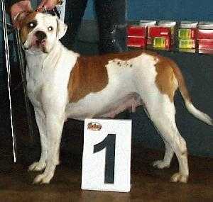 ВЕНЕЦИЯ ВИНОГРАДНАЯ