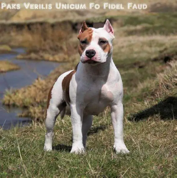 Paks Verilis Unicum Fo Fidel Faud