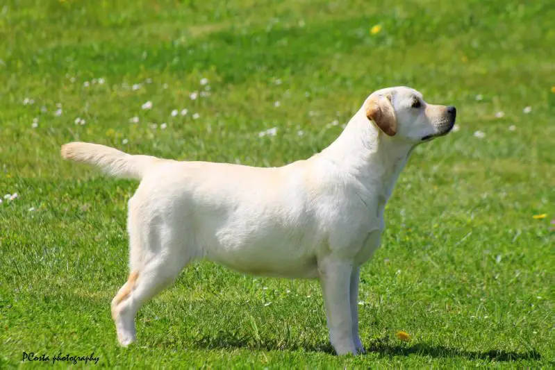 VLW'23 VCPCW'23 BPW'16 JCH GI PT Turquesa Blanca de Harpocan