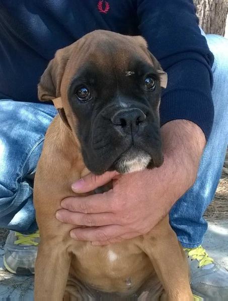 ELENA DEL QUARZO NERO