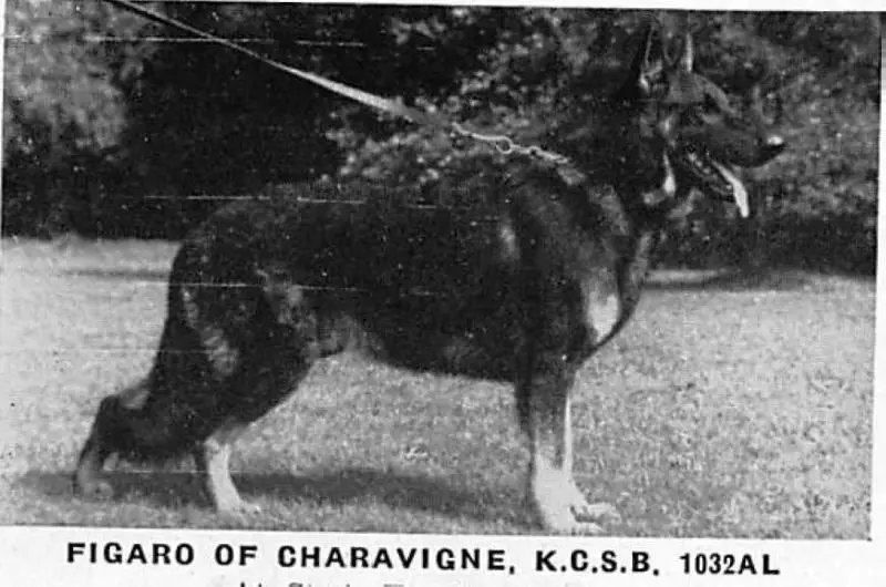 Figaro of Charavigne