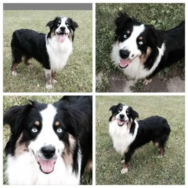 Diamond Willough's Cooper