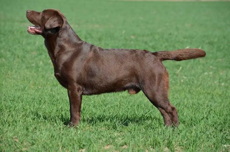 CH CZ Bolt Chocolat Z Klandenskych Zahrad