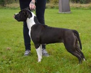 EST Ch ANTE BELLUM Crystal Of The Night