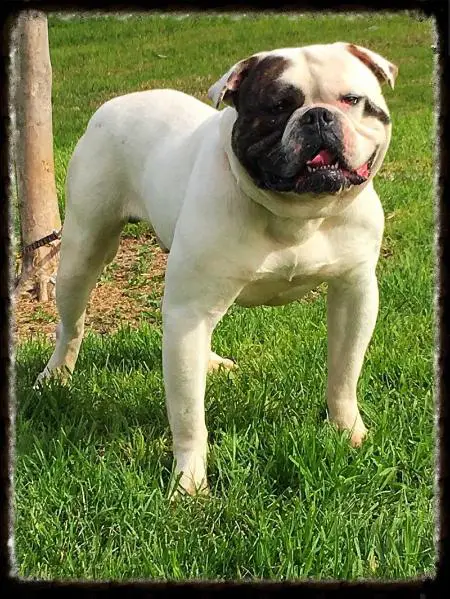 PINTOS BULLYS HANNIBAL