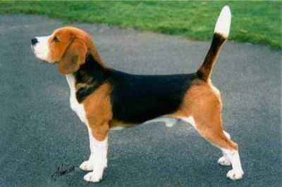 CH DIALYNNE TOLLIVER OF TRAGBAND