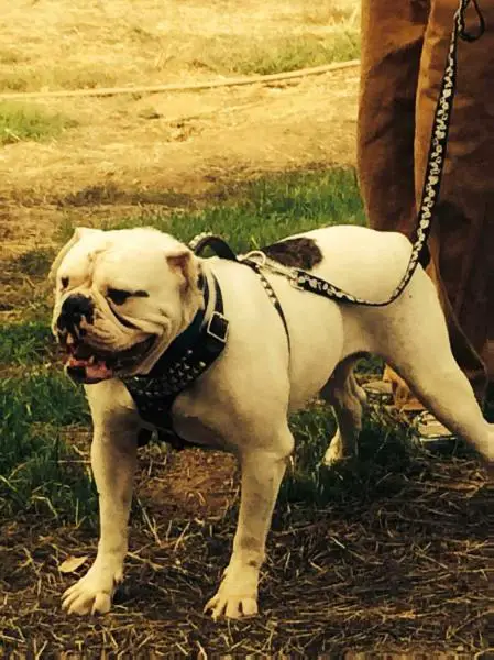 PINTOS BULLYS ATHENA OF GOODMAN'S