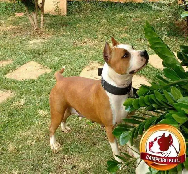 Senzalla Clubduchien Sweet Child