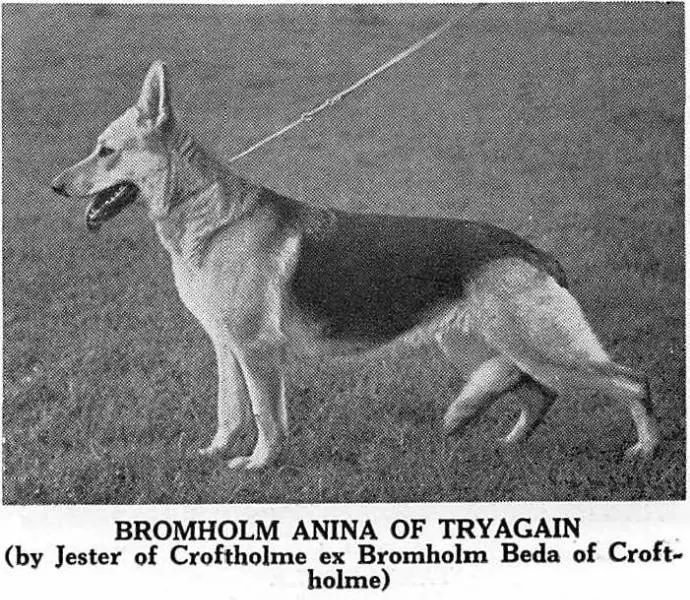 Bromholm Anina of Tryagain