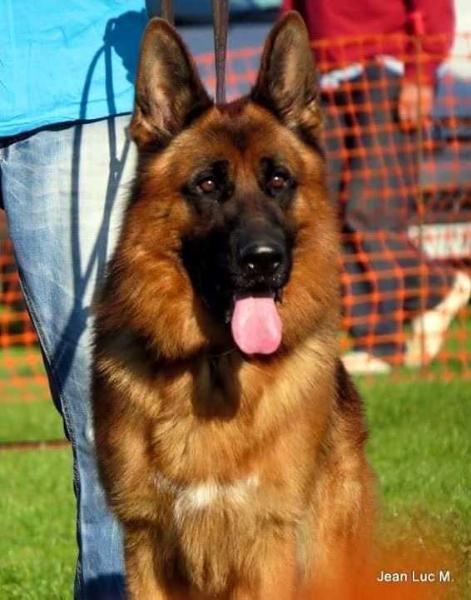 IANOCH DE LA VALLEE DES MUSTANGS