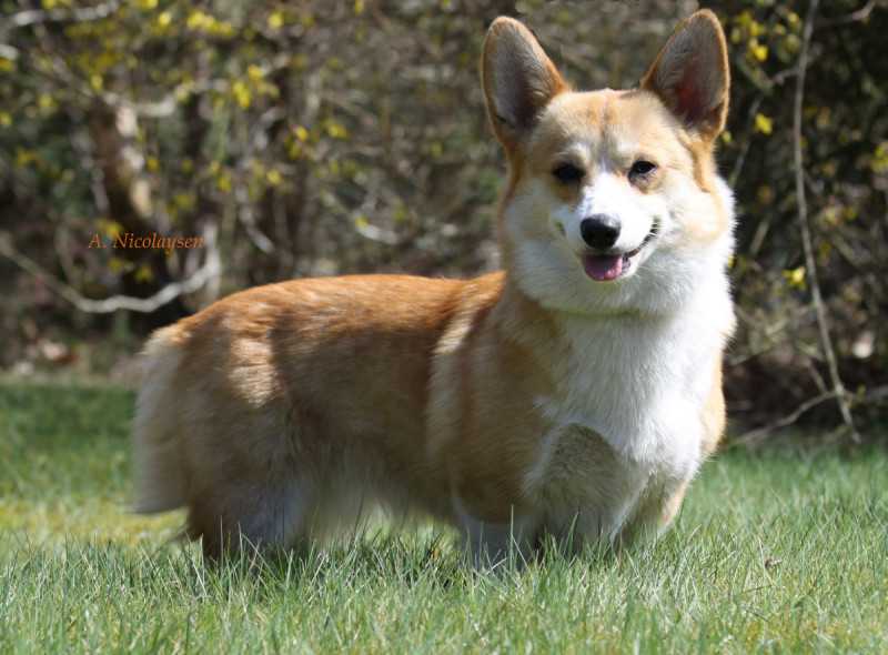 VDH JCH Quo Vadis Gretchen BOB