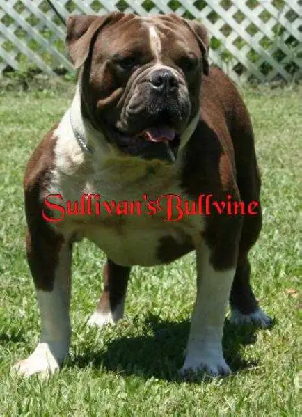 Sullivan's Blue Bullvine