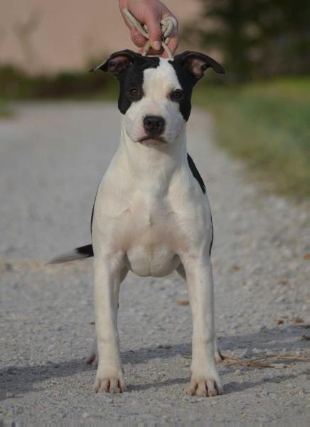 CH. Ultimate Truth Lollipop Crazy Hope