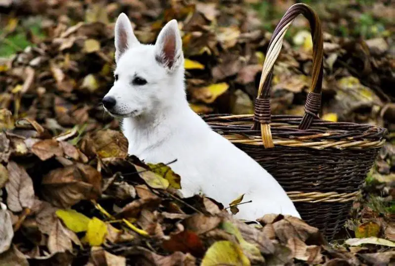 Eclair von Olaf Weise